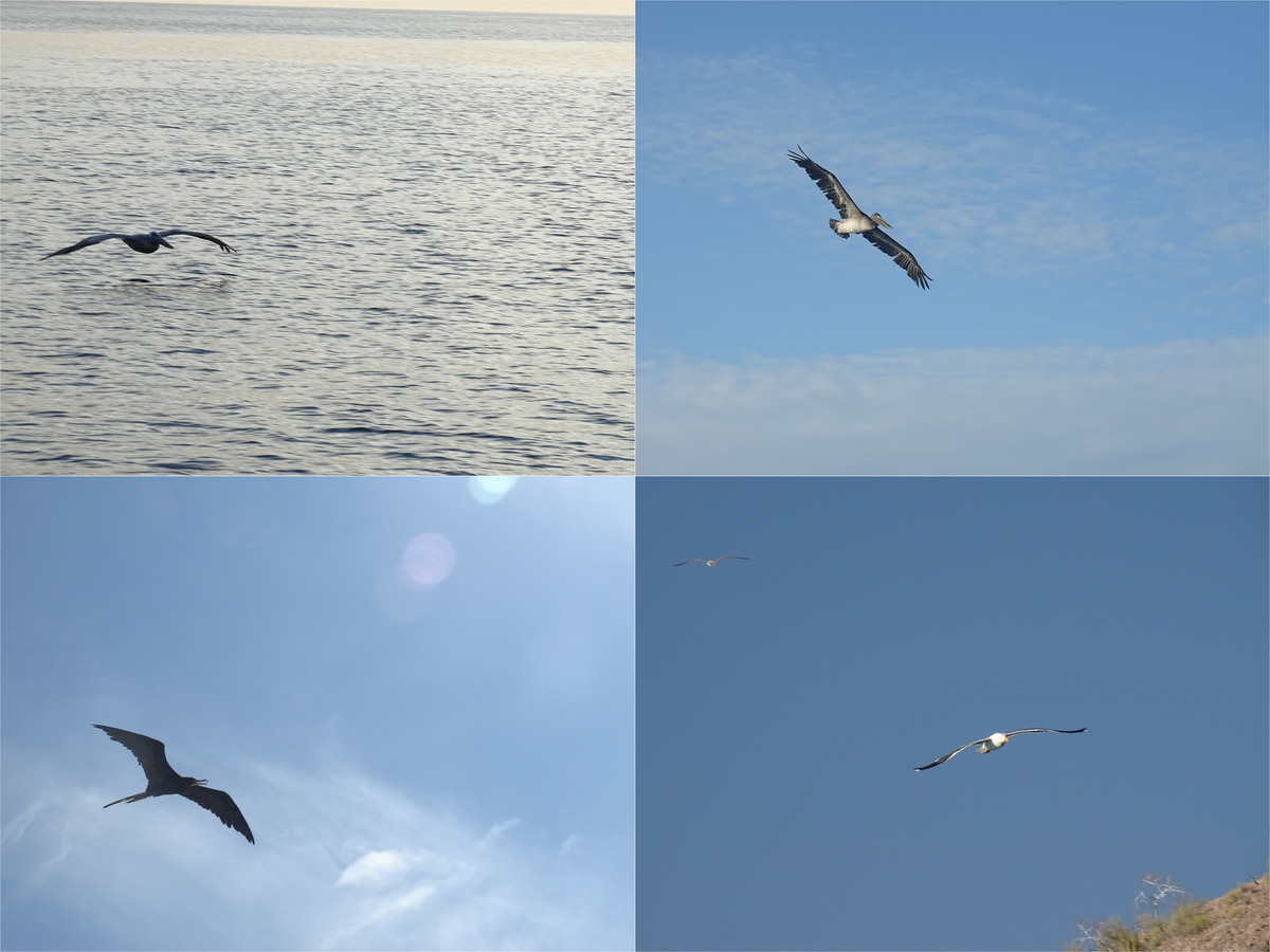 Pelicano, fragata magnífica, gaviotas volando, Baja California
