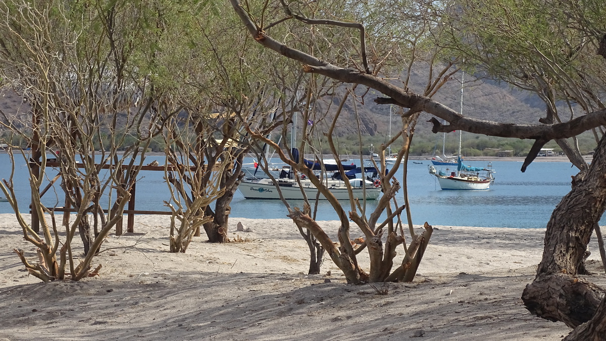 Playa con arbolitos y veleros, Bahía Agua Verde, BCS