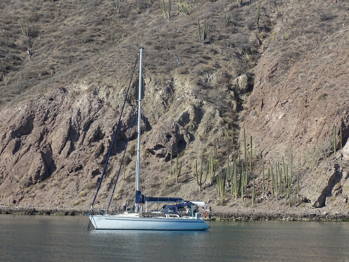 Saguaro con velero, Bahía Marquer, BCS