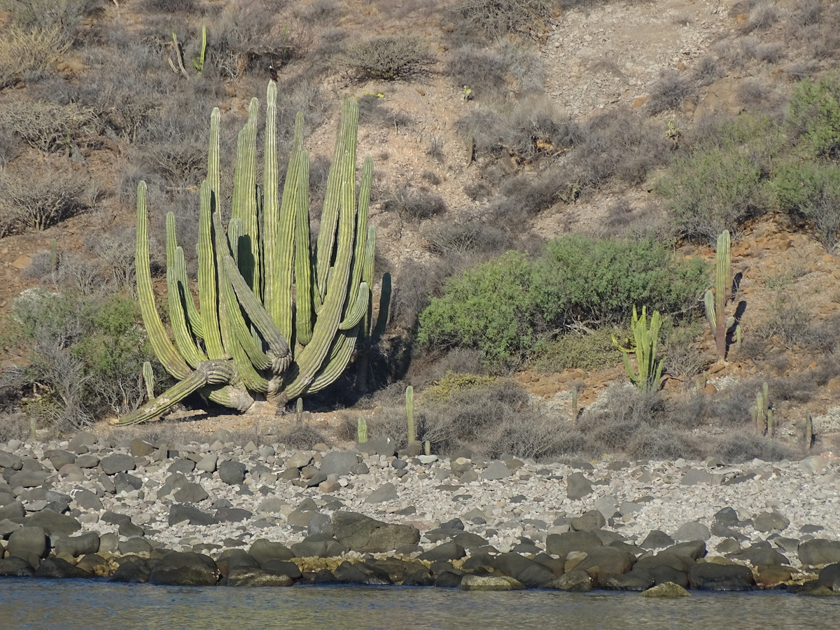 Saguaro prolifico en Bahía de la Lancha, BCS