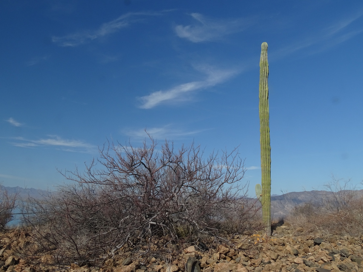 Saguaro solitario en Isla Coronados, BCS