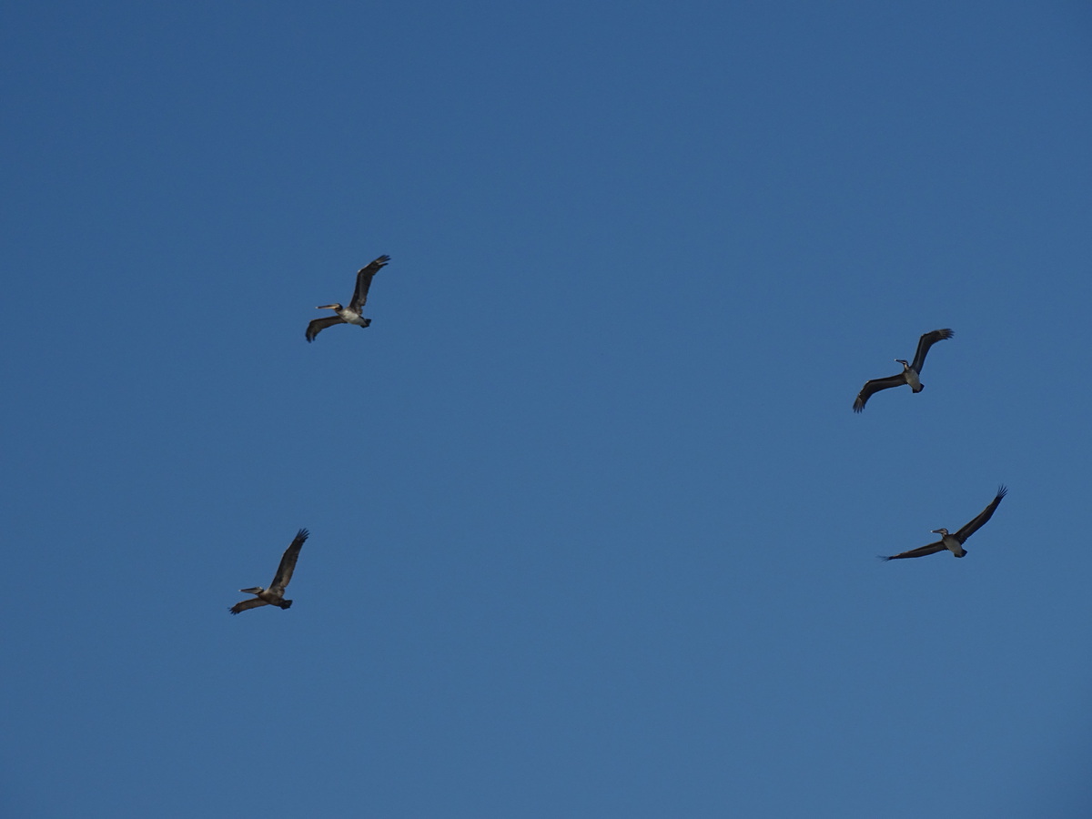 Grupo de cuatro pelícanos en vuelo
