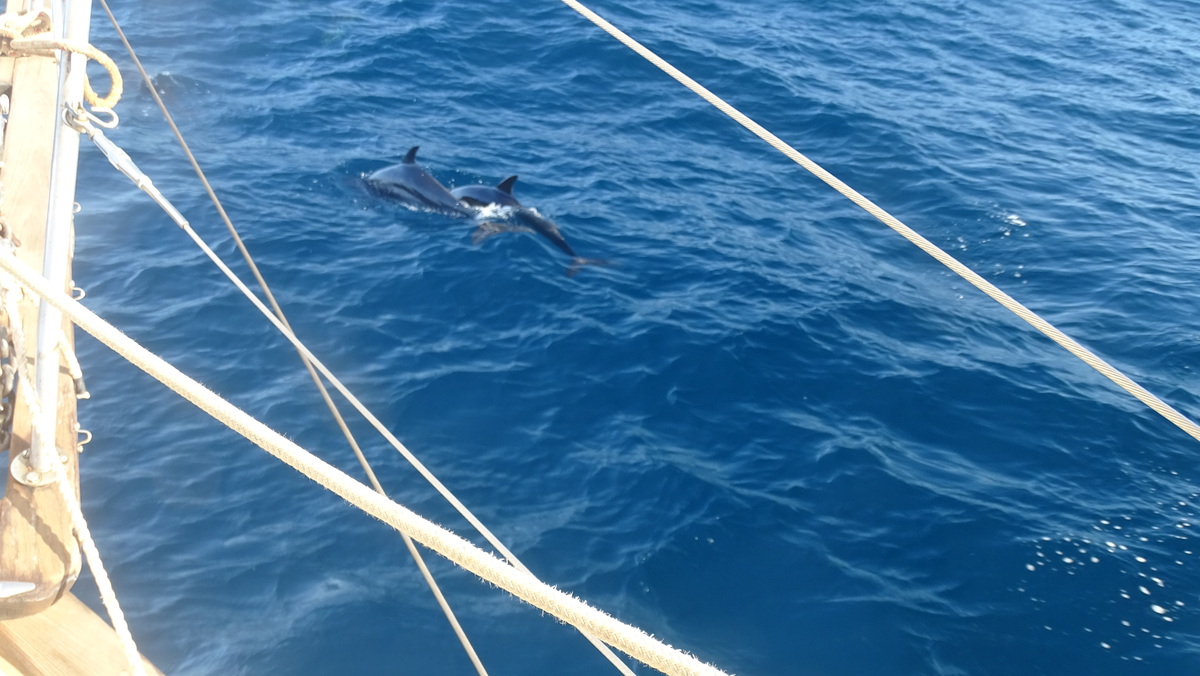 Delfines por la proa