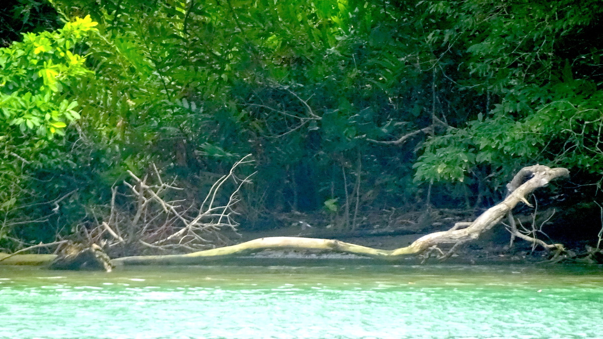 Guarida del cocodrilo por la orilla del Río Chagres