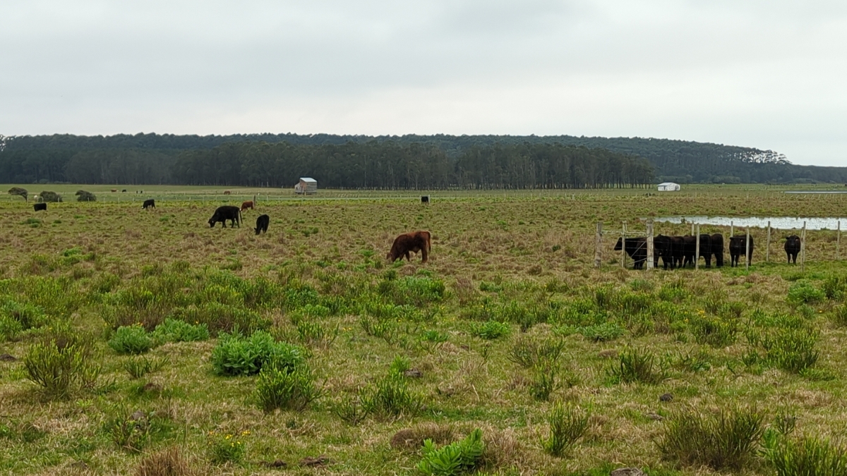Vaca y cabañas por la pradera en Rocha, Uruguay