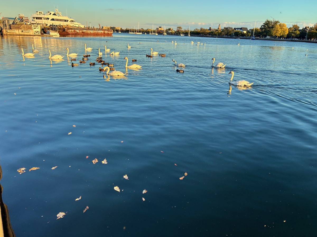 Cisnas en Sheepshead Bay