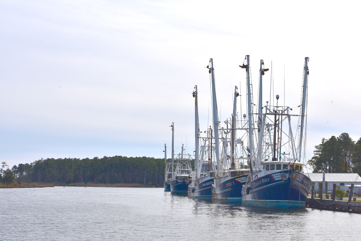barcos camaroneros y de pesca de vieiras