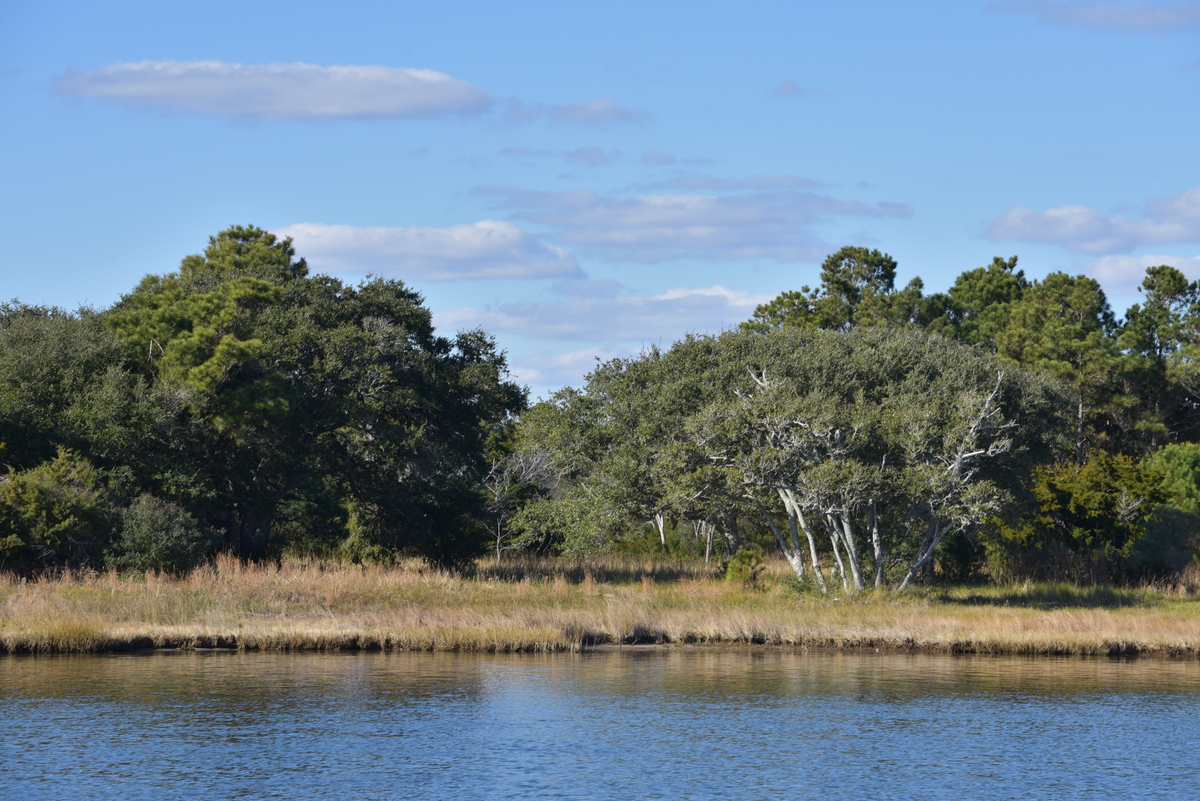 bosque por la orilla